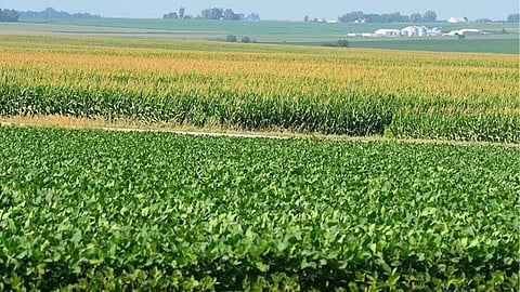 Summer soybean 