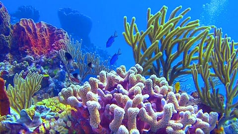 Under Sea