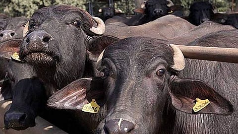 Jalgaon News: उघड्या डिपीने घेतला 3 म्हशींचा बळी; कंपनीच्या कारभाराचा शेतकऱ्याला फटका