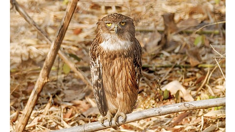 Owl