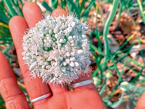 farmer Baliraja worried larvae on onion cloudy weather