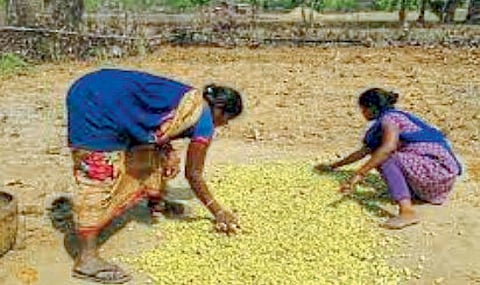 अमरावती : ‘मोहाबँक’च्या संकल्पनेवर प्रश्नचिन्ह