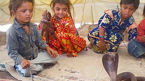 Shetphal is snake village in Solapur district 