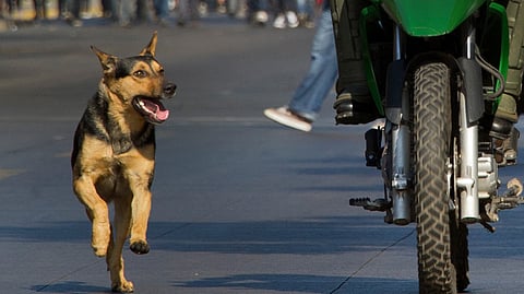 Dogs rise