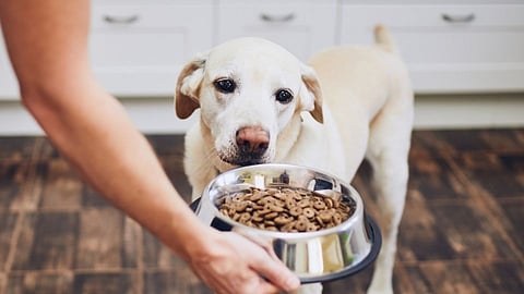 youth beats to death his cousin for delaying feeding pet dog  