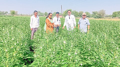 Sesame crop even in summer in Kapadne  Dhule News