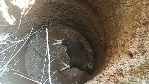 forest department bison fell into  20 feet deep well in Mahabaleshwar satara
