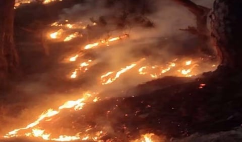 Fire In Forest 