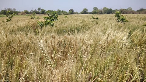 Wheat Farming In Aurangabad