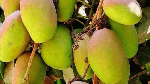 आंबा, काजूसाठी स्वतंत्र बोर्ड ; विधिमंडळात या आमदाराची मागणी...
