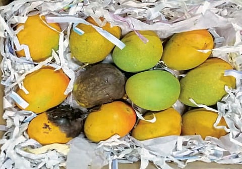 Mango turned blacked