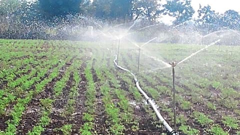 Irrigation latest marathi news