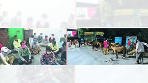 घोडा गाड्यांसह 25 संयोजक ताब्यात : पाडळी खुर्दमध्ये घोडा गाडी शर्यंतीचे आयोजन 