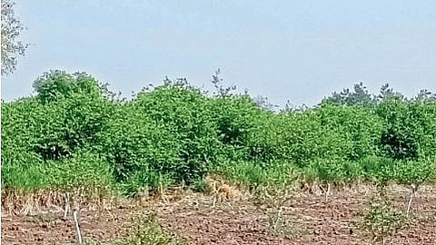 Akola increase heat loss lemon production 