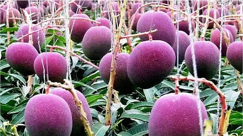 world costliest mango, World's expensive Mango 