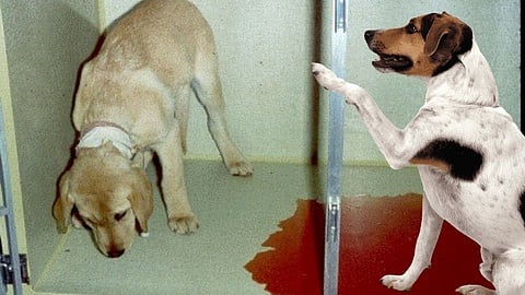 Parvo Virus in Dogs