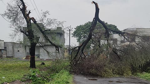 Colapse tree