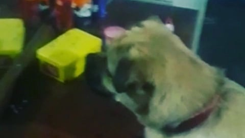 Viral Video