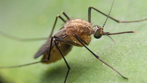 Home Remedies on Malaria 