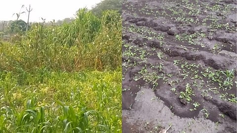 Damage crop