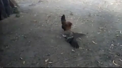 Viral Video 