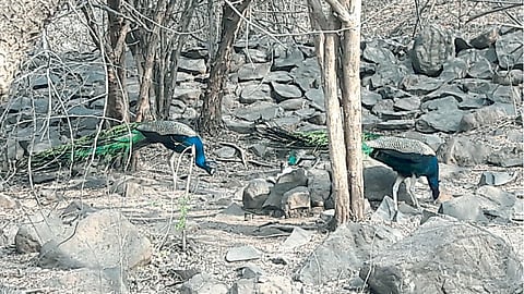 Peacock