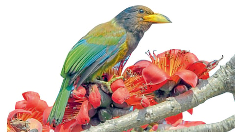 Bird Tree