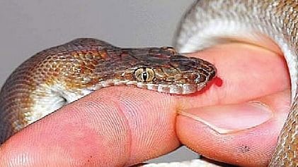 Most deaths due to snake bites in Odisha