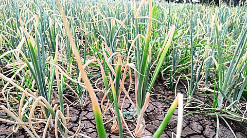 onion crop