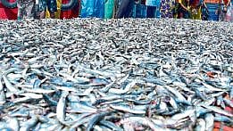 weather update Tarli fish found in large numbers on the konkan coast