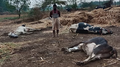 Three cows die due to lightning incident in Mohol solapur 