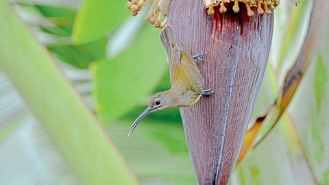 Dr Sudhir Gaikwad Inamdar writes Bird Diversity in Goa