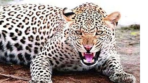 leopard