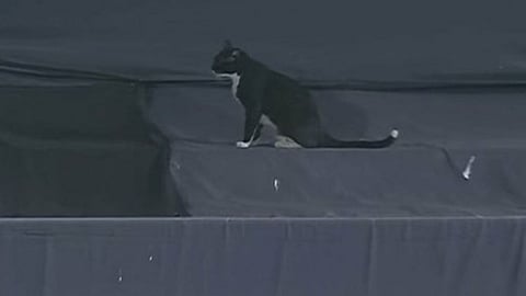 Black cat sitting on sight screen at brabourne stadium 