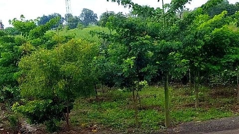 Tree plantation