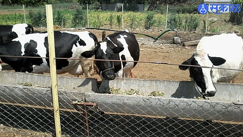 Animal