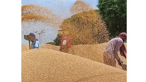 Wheat