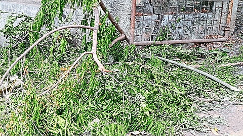 Tree cutting