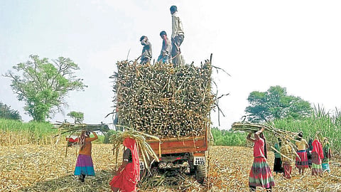 Sugarcane