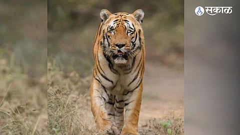 the oldest tiger in maharashtra waghdoh dies at chandrapur Sinhala forest Tadoba Tiger Project