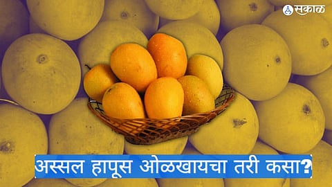 original hapus mango to identify in market used tips for buyers in kolhapur