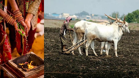 Wedding closing soon as Farmer starts perparation for pre monsoon season