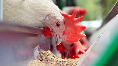 Nagpur Inflation non vegetarian chicken feed price increase