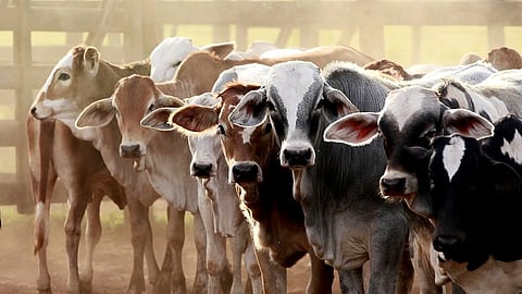 Nagpur action against livestock sellers