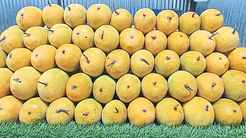 Alphonso Mangoes