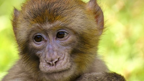 Monkey ran away with the evidence of the murder case