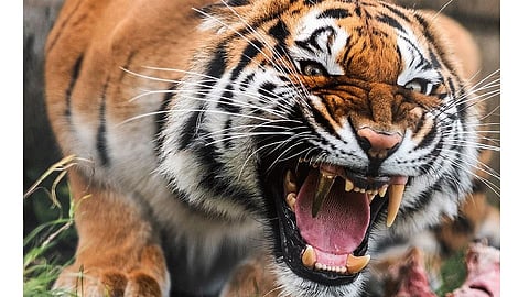Tiger leopard attack kills woman terror among the citizens chandrapur 