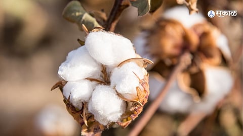 Cotton Farming Latest Marathi news