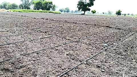 Agriculture