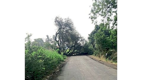 weather update monsoon rain in ahmednagar Damage orchards crops Parner electricity problem